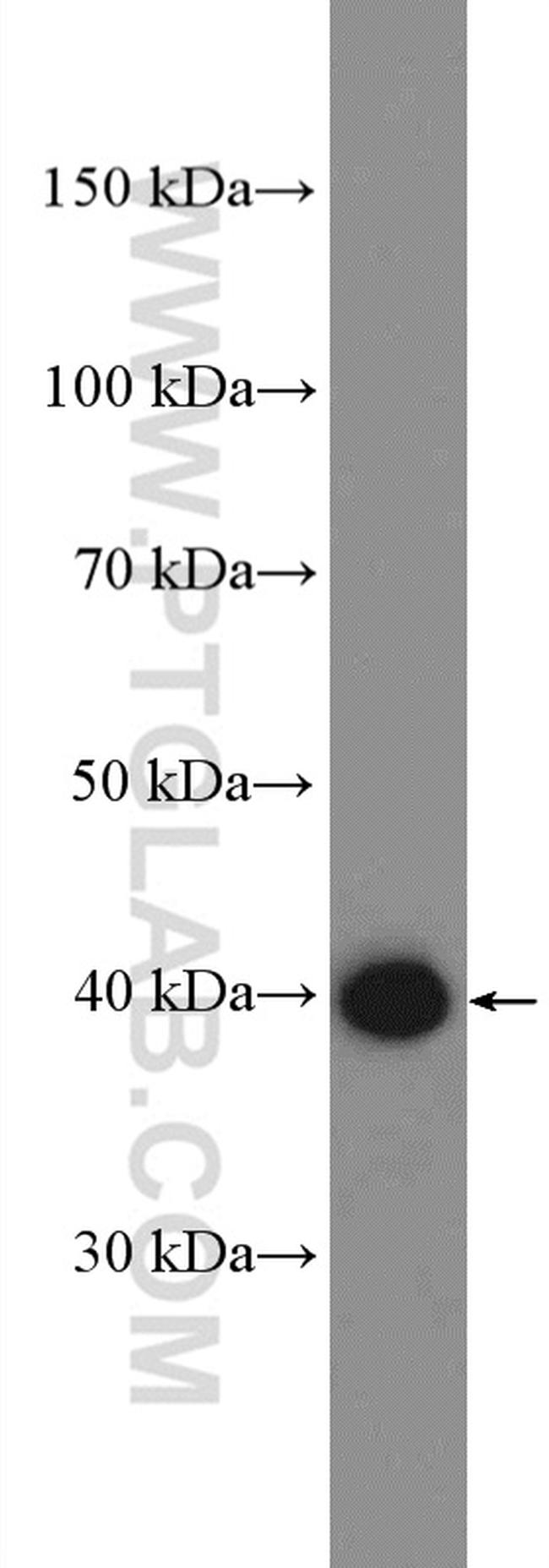 BUB3 Antibody in Western Blot (WB)