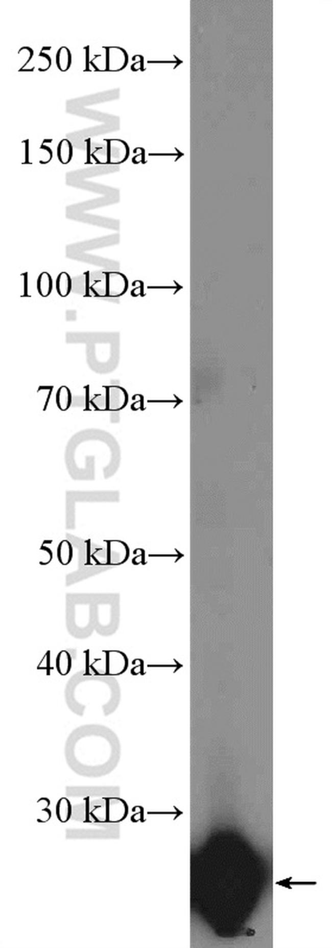 Growth hormone Antibody in Western Blot (WB)