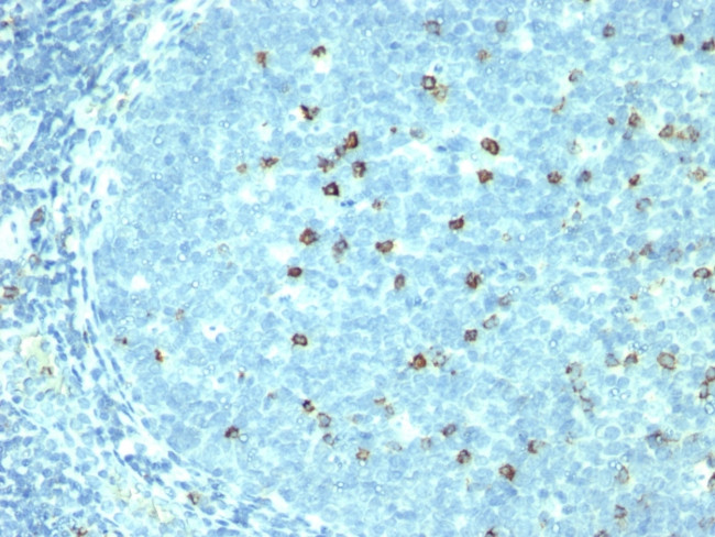 CD57 (Natural Killer Cell Marker) Antibody in Immunohistochemistry (Paraffin) (IHC (P))