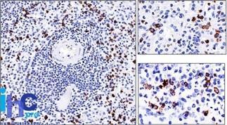 CD57/B3GAT1 (Natural Killer Cell Marker) Antibody in Immunohistochemistry (Paraffin) (IHC (P))