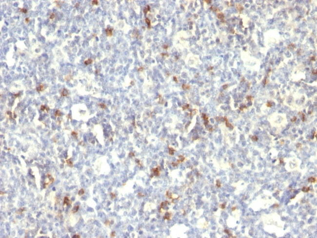 CD57 (Natural Killer Cell Marker) Antibody in Immunohistochemistry (Paraffin) (IHC (P))