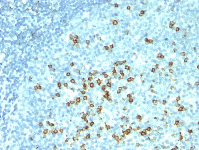 CD57/B3GAT1 (Natural Killer Cell Marker) Antibody in Immunohistochemistry (Paraffin) (IHC (P))