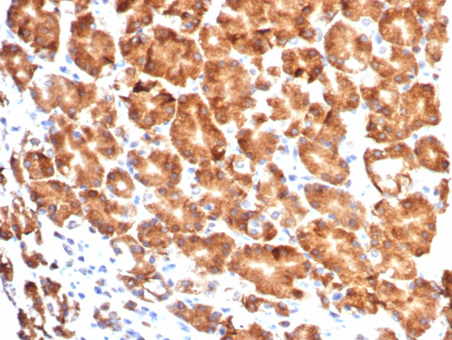 CD57/B3GAT1 (Natural Killer Cell Marker) Antibody in Immunohistochemistry (Paraffin) (IHC (P))