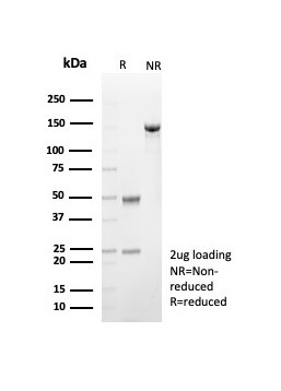 CD57/B3GAT1 (Natural Killer Cell Marker) Antibody in SDS-PAGE (SDS-PAGE)