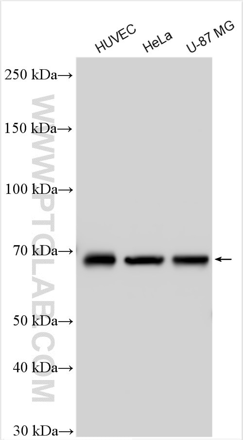 Angiopoietin 1 Antibody in Western Blot (WB)