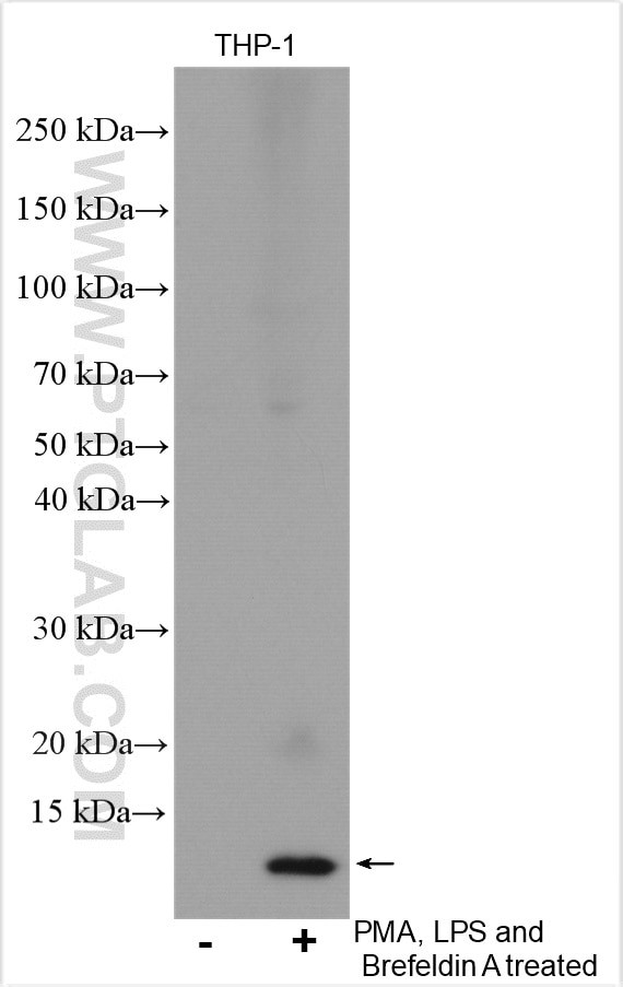 CXCL8/IL8 Antibody in Western Blot (WB)