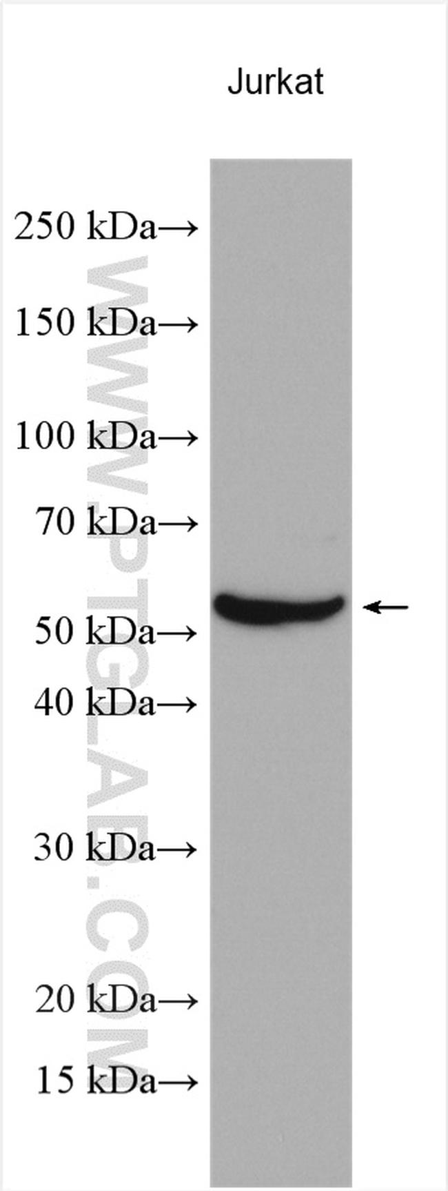 RUNX3 Antibody in Western Blot (WB)