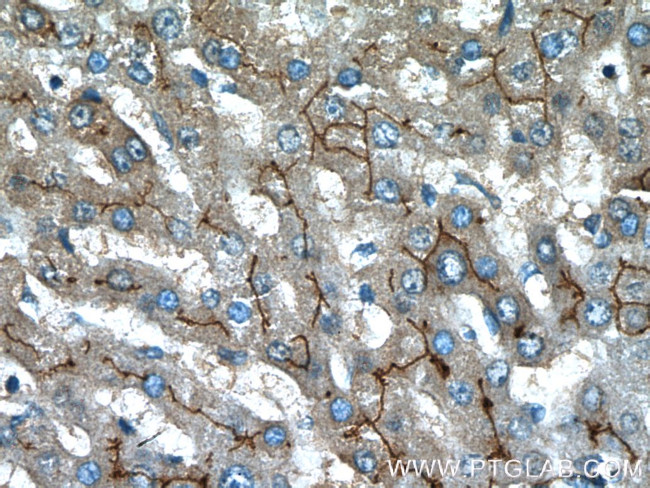 PCDH24 Antibody in Immunohistochemistry (Paraffin) (IHC (P))