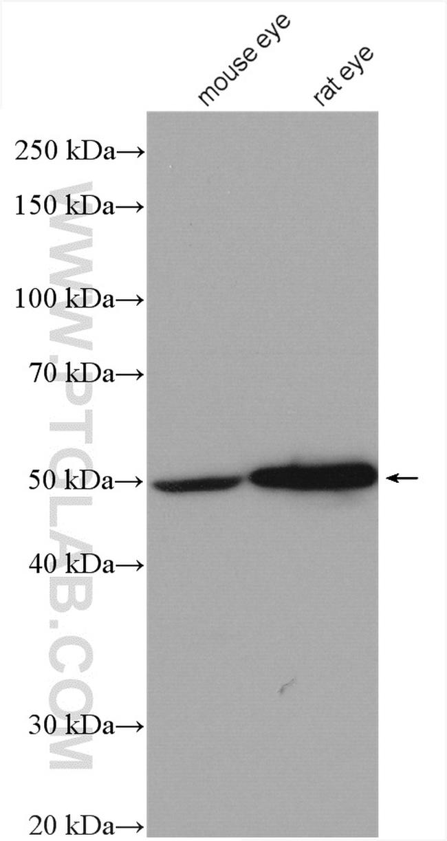 KCNK4 Antibody in Western Blot (WB)