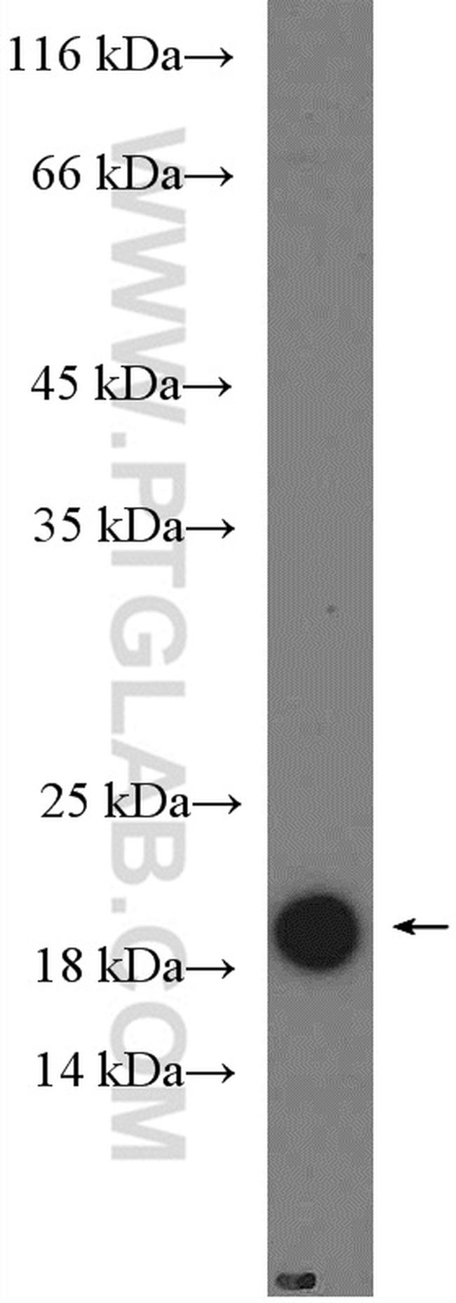 PTN Antibody in Western Blot (WB)