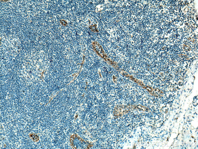 NOS3 Antibody in Immunohistochemistry (Paraffin) (IHC (P))