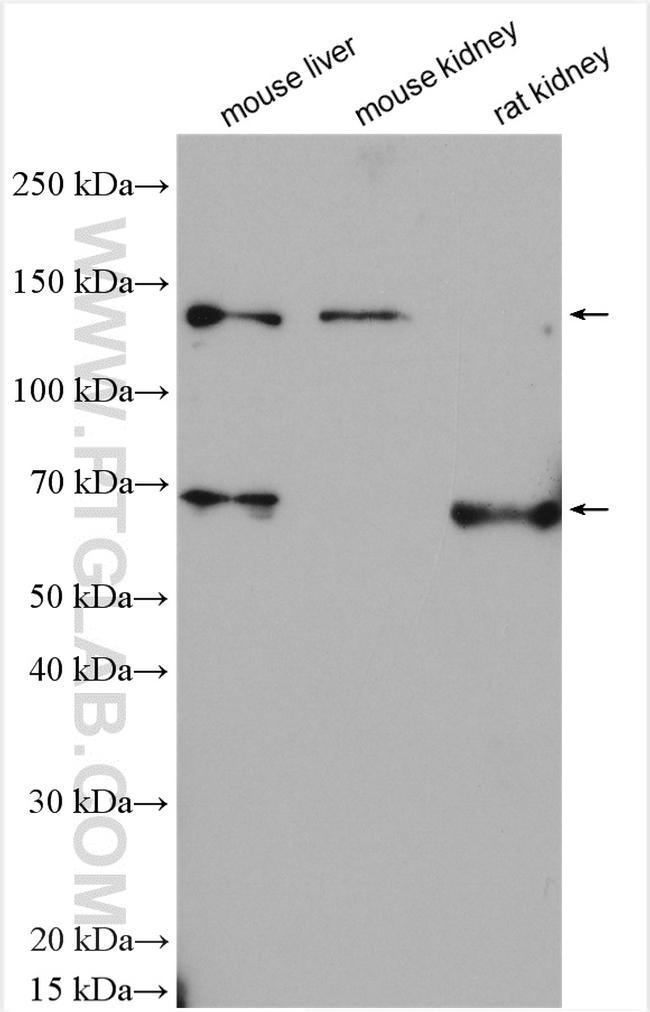 NOS3 Antibody in Western Blot (WB)