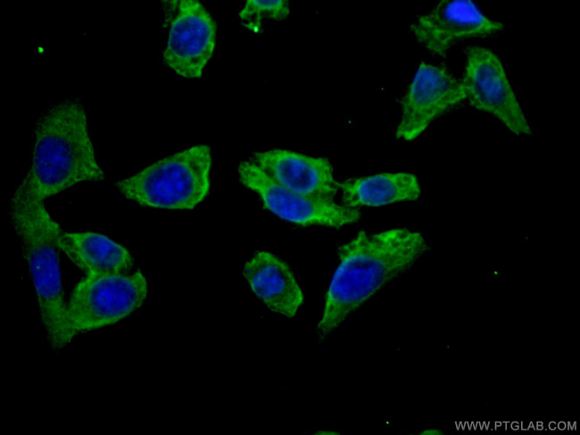 DOCK4 Antibody in Immunocytochemistry (ICC/IF)