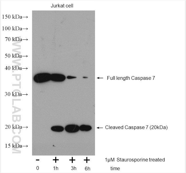 Caspase 7 Antibody in Western Blot (WB)