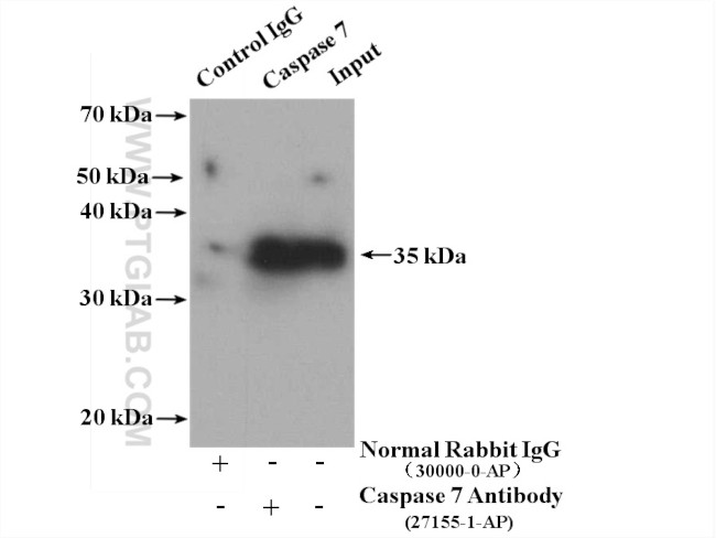 Caspase 7 Antibody in Immunoprecipitation (IP)