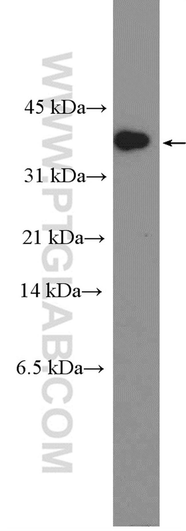 Caspase 7 Antibody in Western Blot (WB)