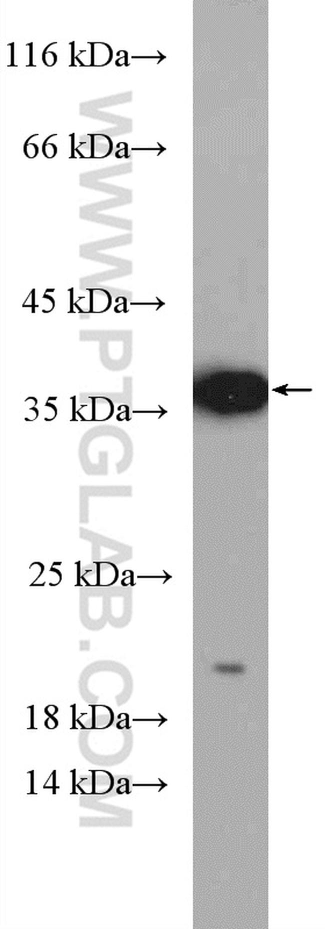 Caspase 7 Antibody in Western Blot (WB)