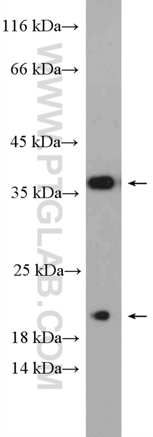 Caspase 7 Antibody in Western Blot (WB)