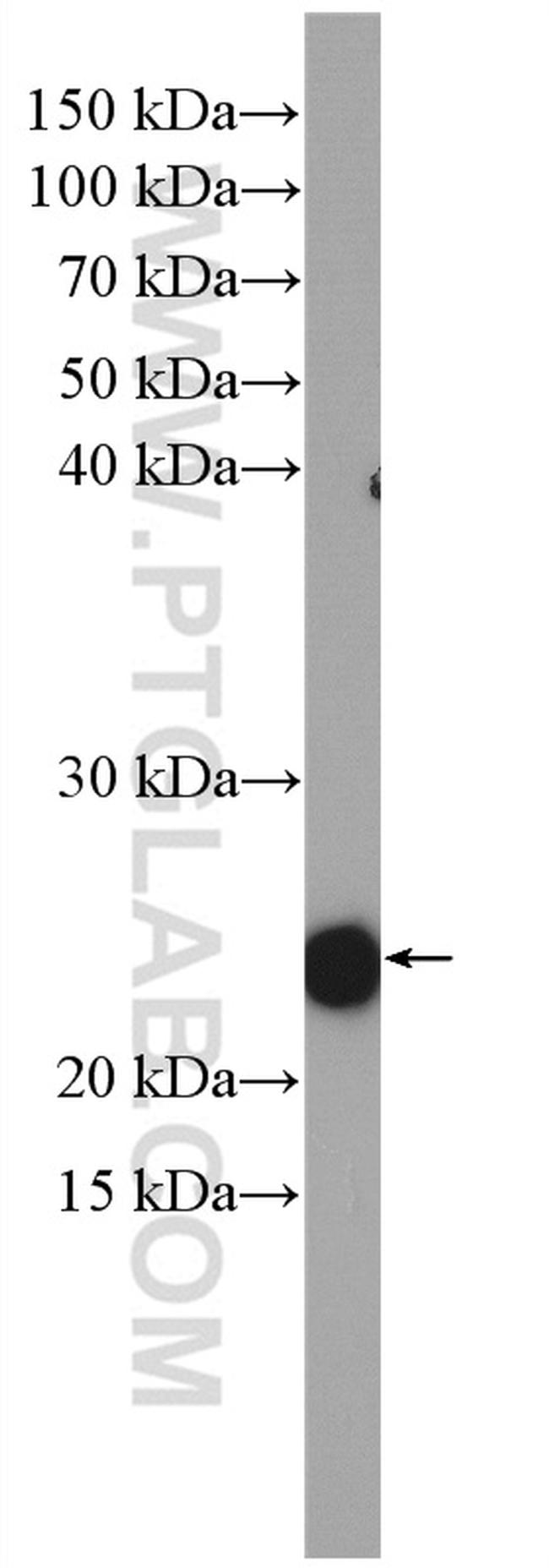 RHOA Antibody in Western Blot (WB)