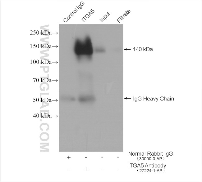 ITGA5 Antibody in Immunoprecipitation (IP)