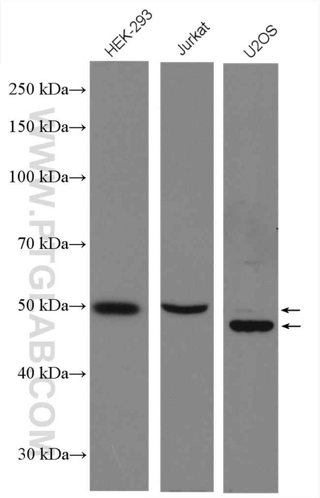 Cyclin A2 Antibody in Western Blot (WB)