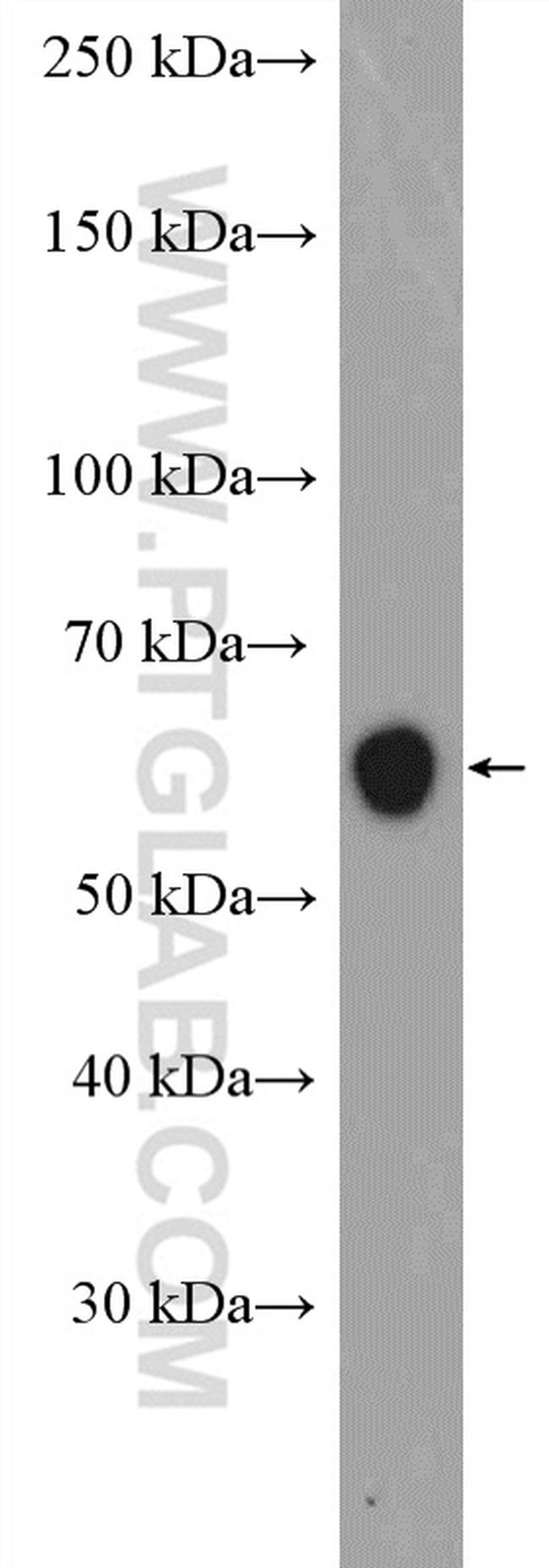 Occludin Antibody in Western Blot (WB)