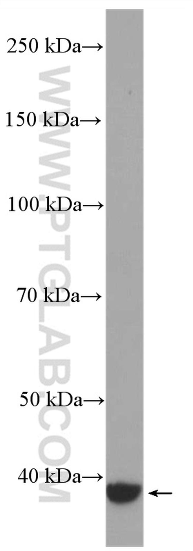 GNAQ Antibody in Western Blot (WB)