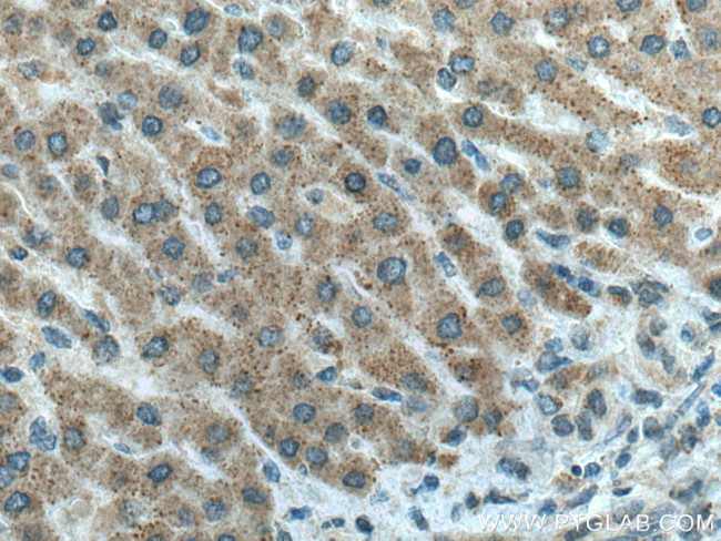 Chordin Antibody in Immunohistochemistry (Paraffin) (IHC (P))