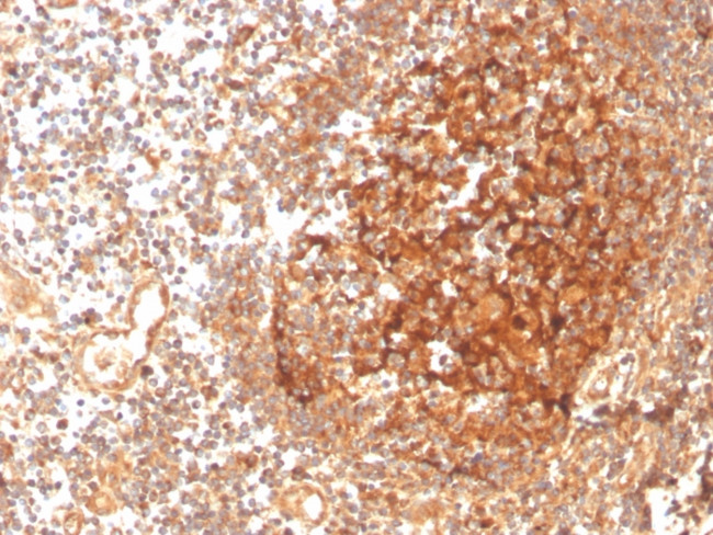 Glutamate-Cysteine Ligase Regulatory Subunit Antibody in Immunohistochemistry (Paraffin) (IHC (P))