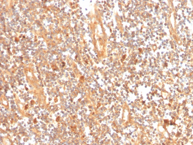 Glutamate-Cysteine Ligase Regulatory Subunit Antibody in Immunohistochemistry (Paraffin) (IHC (P))