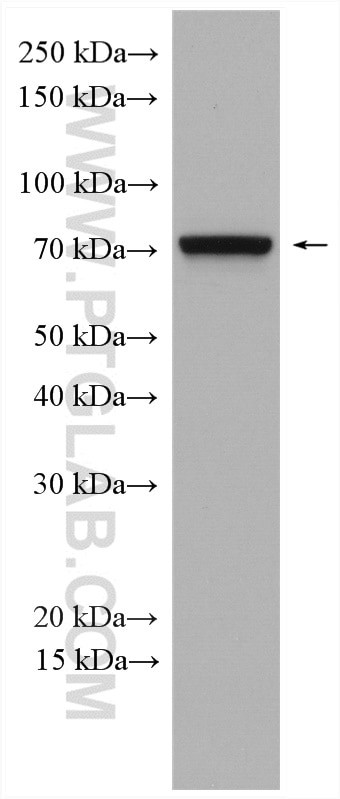 IFT74 Antibody in Western Blot (WB)