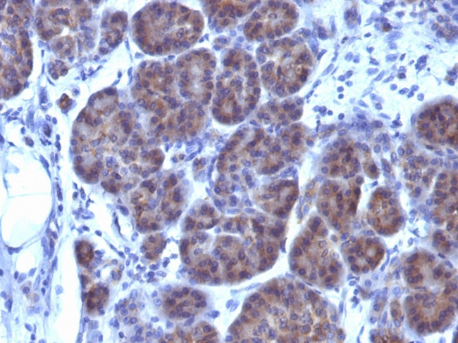 GLG1 (Golgi Glycoprotein 1) Antibody in Immunohistochemistry (Paraffin) (IHC (P))