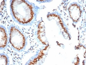 GLG1 (Golgi Glycoprotein 1) (Marker for Human Cells) Antibody in Immunohistochemistry (Paraffin) (IHC (P))