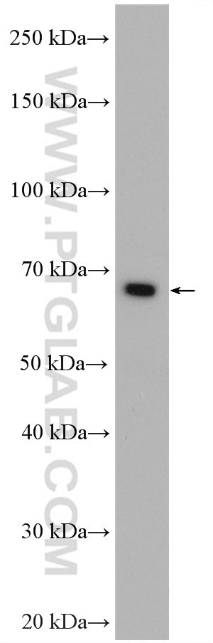 RARS Antibody in Western Blot (WB)