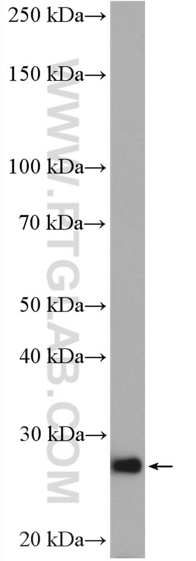 RAB33B Antibody in Western Blot (WB)