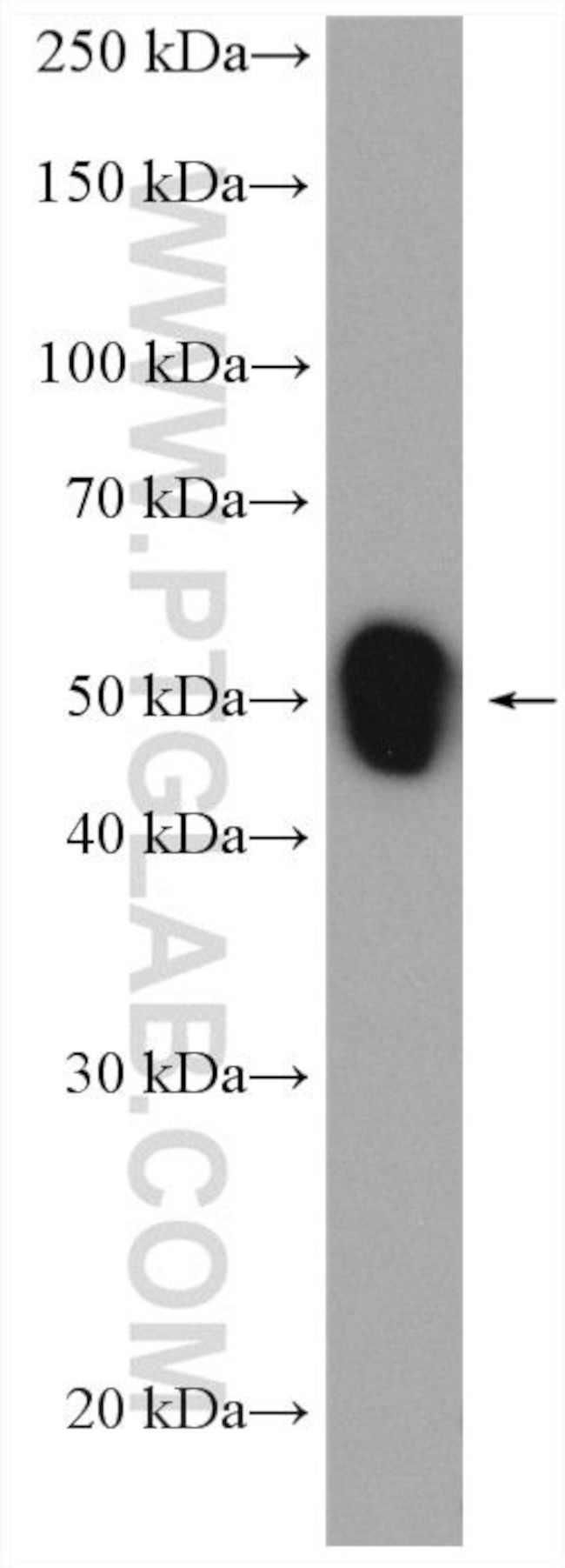 TACSTD2/TROP2 Antibody in Western Blot (WB)