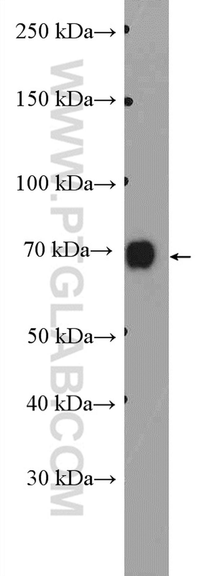 DVL1 Antibody in Western Blot (WB)