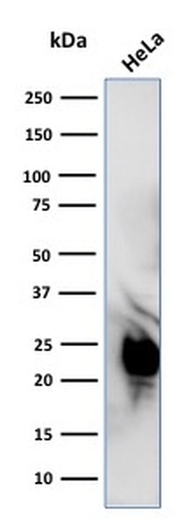 Glyoxalase 1 (GLO1) Antibody in Western Blot (WB)