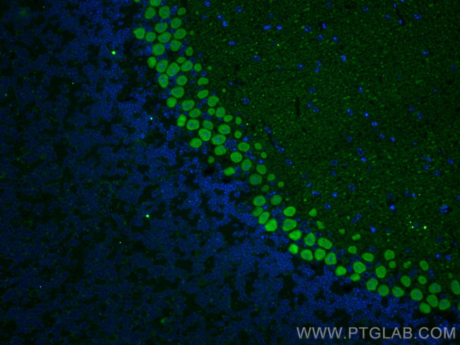 RGS8 Antibody in Immunohistochemistry (PFA fixed) (IHC (PFA))