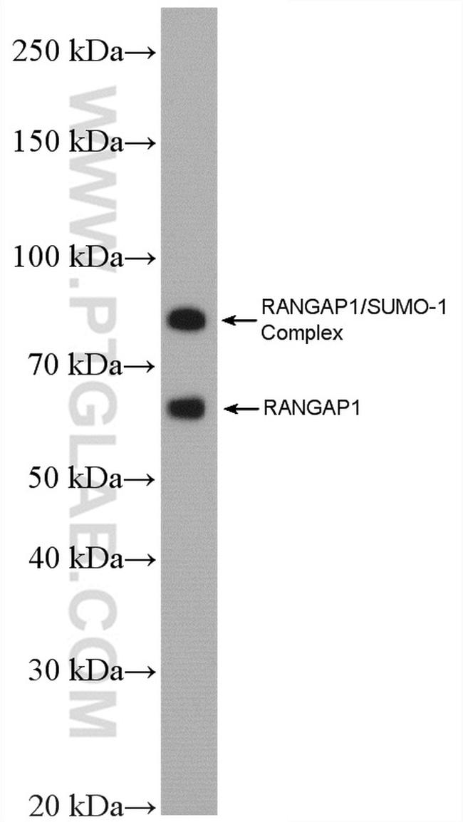 RanGAP1 Antibody in Western Blot (WB)