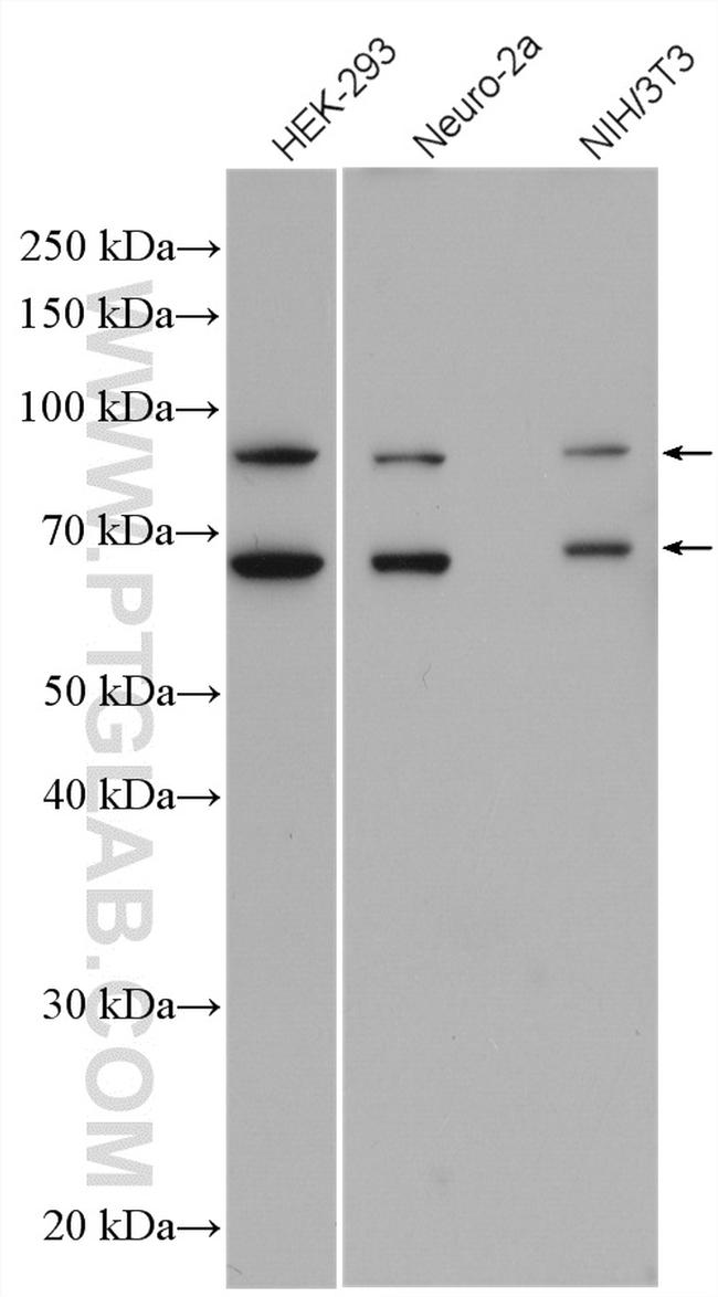 RanGAP1 Antibody in Western Blot (WB)