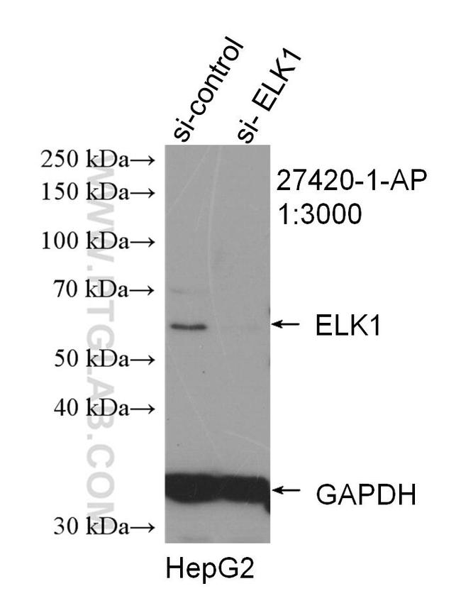 ELK1 Antibody in Western Blot (WB)