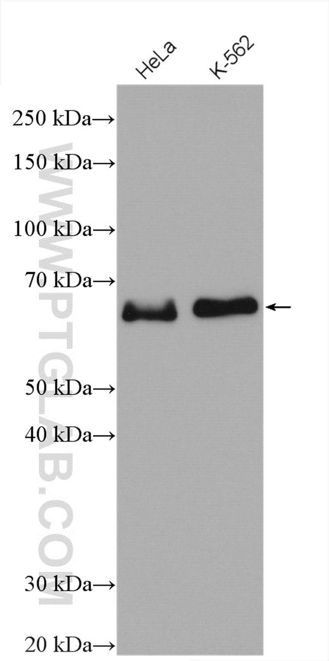 ELK1 Antibody in Western Blot (WB)