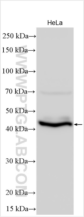 NODAL Antibody in Western Blot (WB)