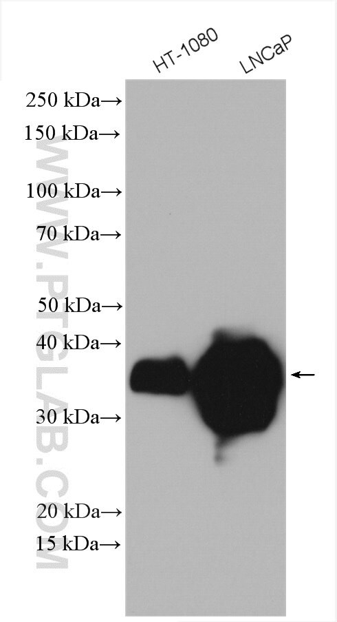 GDF15 Antibody in Western Blot (WB)