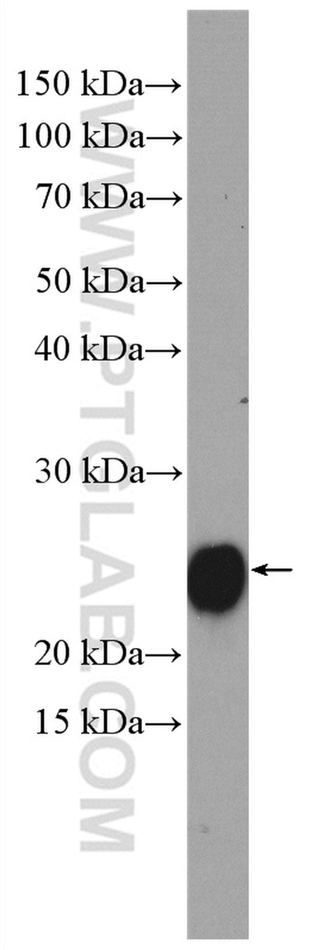 RRAS Antibody in Western Blot (WB)