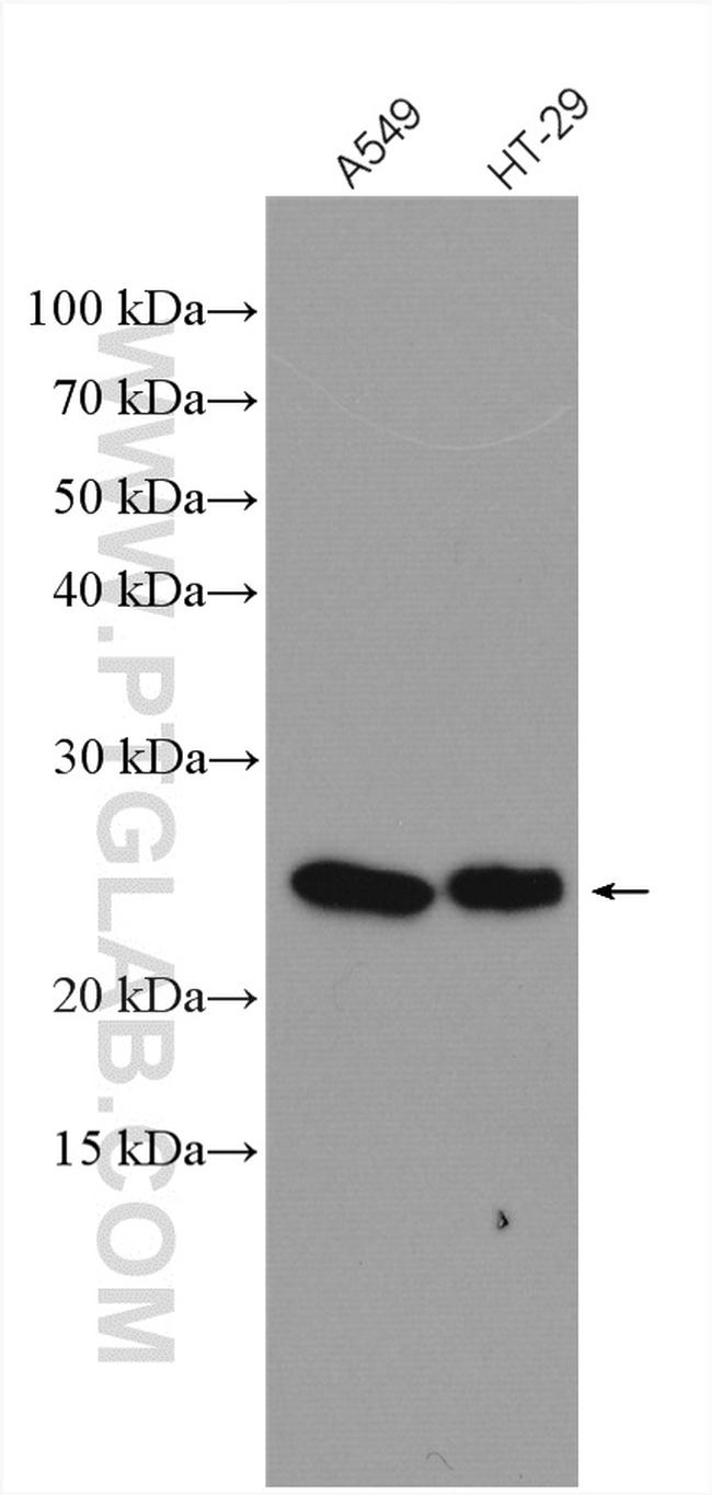 RRAS Antibody in Western Blot (WB)