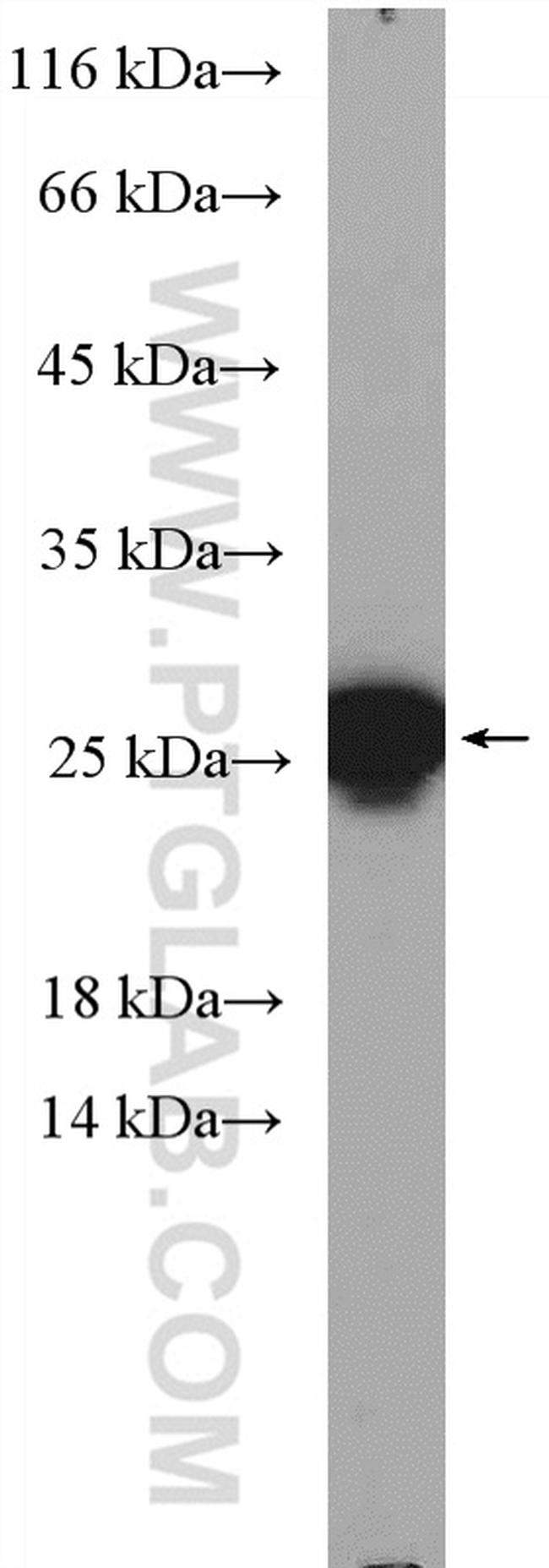 HMGB3 Antibody in Western Blot (WB)