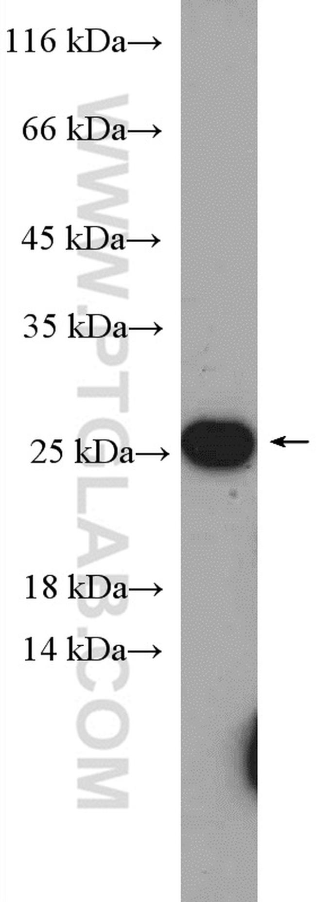 HMGB3 Antibody in Western Blot (WB)