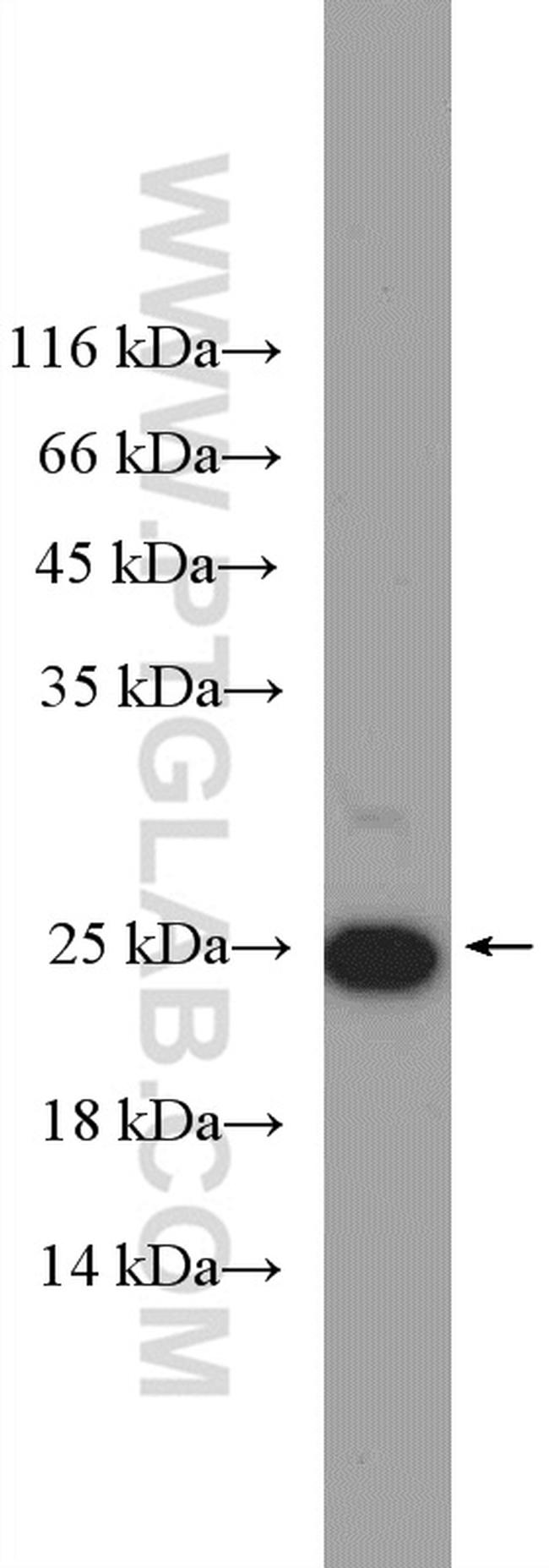 HMGB3 Antibody in Western Blot (WB)